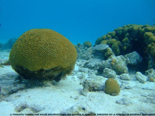 coral cerebro